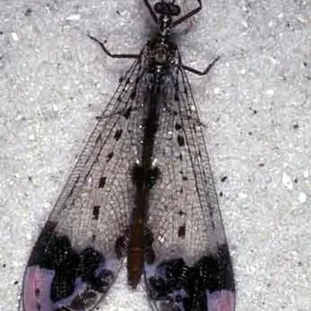 thumbnail for publication: An Antlion, Glenurus gratus (Say) (Insecta: Neuroptera: Myrmeleontidae)